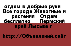 отдам в добрые руки - Все города Животные и растения » Отдам бесплатно   . Пермский край,Лысьва г.